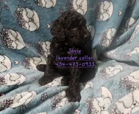 Josie, a female Poodle - Standard  for sale in Halifax, VA – 7 of 8