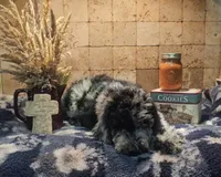 Rocco, a male Poodle - Standard  for sale in Halifax, VA – 2 of 7