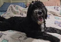 Bella, a female Sheepadoodle for sale in Halifax, VA – 2 of 7