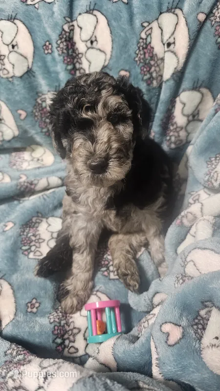 Rocco – Poodle - Standard  puppy for sale in Halifax, VA