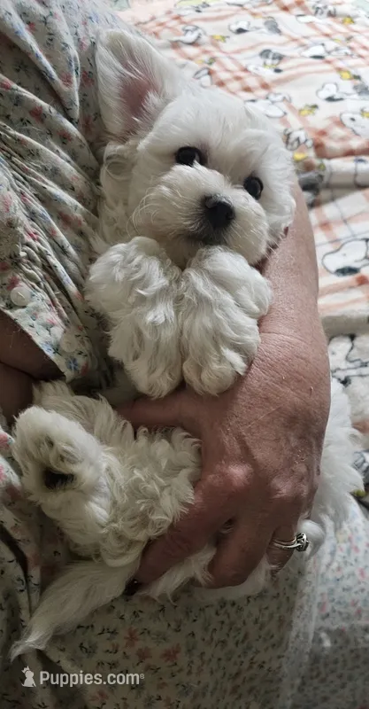 Casey – Mal Shi puppy for sale in Halifax, VA