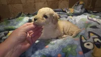 Stella, a female Goldendoodle for sale in Halifax, VA – 2 of 4