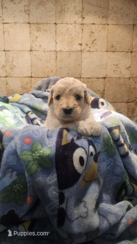Stella – Goldendoodle puppy for sale in Halifax, VA