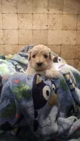 Stella, a female Goldendoodle for sale in Halifax, VA – 4 of 4