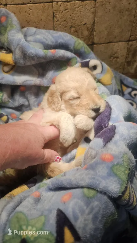 Stella – Goldendoodle puppy for sale in Halifax, VA