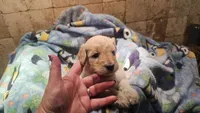 Stella, a female Goldendoodle for sale in Halifax, VA – 3 of 4