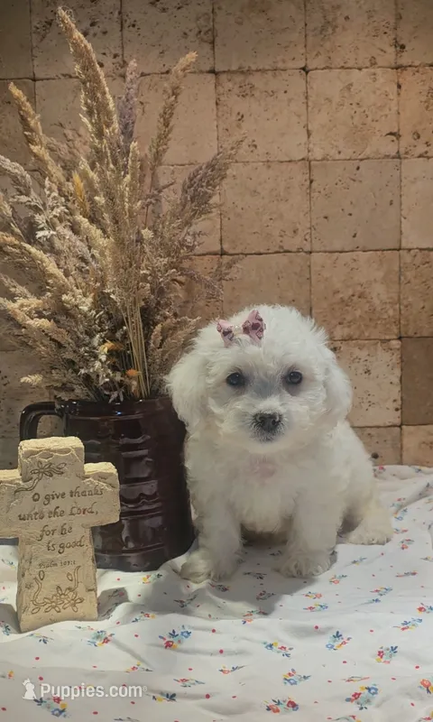 Willow – Bichpoo puppy for sale in Halifax, VA