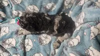Rocco, a male Poodle - Standard  for sale in Halifax, VA – 7 of 7