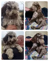 Maxwell, a male Poodle - Standard  for sale in Halifax, VA – Photo 5 of 5