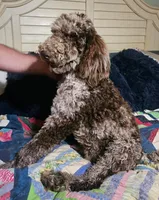 Maxwell, a male Poodle - Standard  for sale in Halifax, VA – Photo 2 of 5