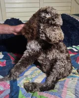 Maxwell, a male Poodle - Standard  for sale in Halifax, VA – Photo 1 of 5