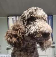 Maxwell, a male Poodle - Standard  for sale in Halifax, VA – Photo 3 of 5