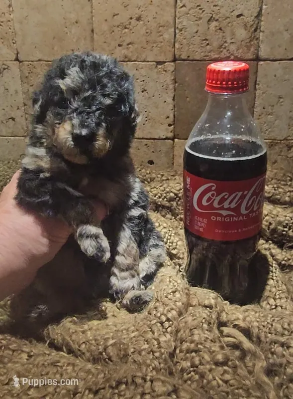 Tank – Goldendoodle puppy for sale in Halifax, VA