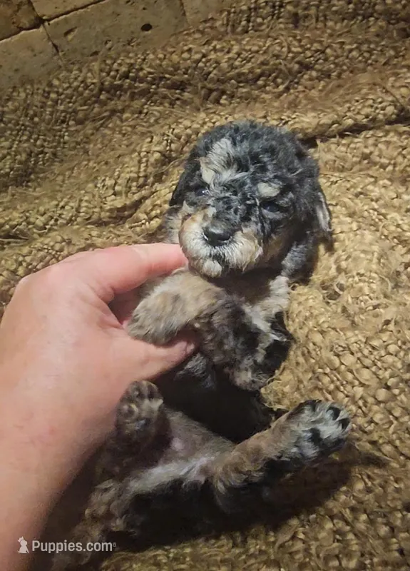 Tank – Goldendoodle puppy for sale in Halifax, VA