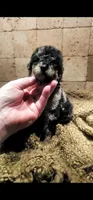 Tank, a male Goldendoodle for sale in Halifax, VA – 4 of 6