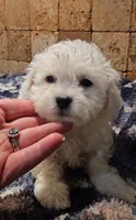 Tank, a male Bichpoo for sale in Virgilina, VA – 1 of 4