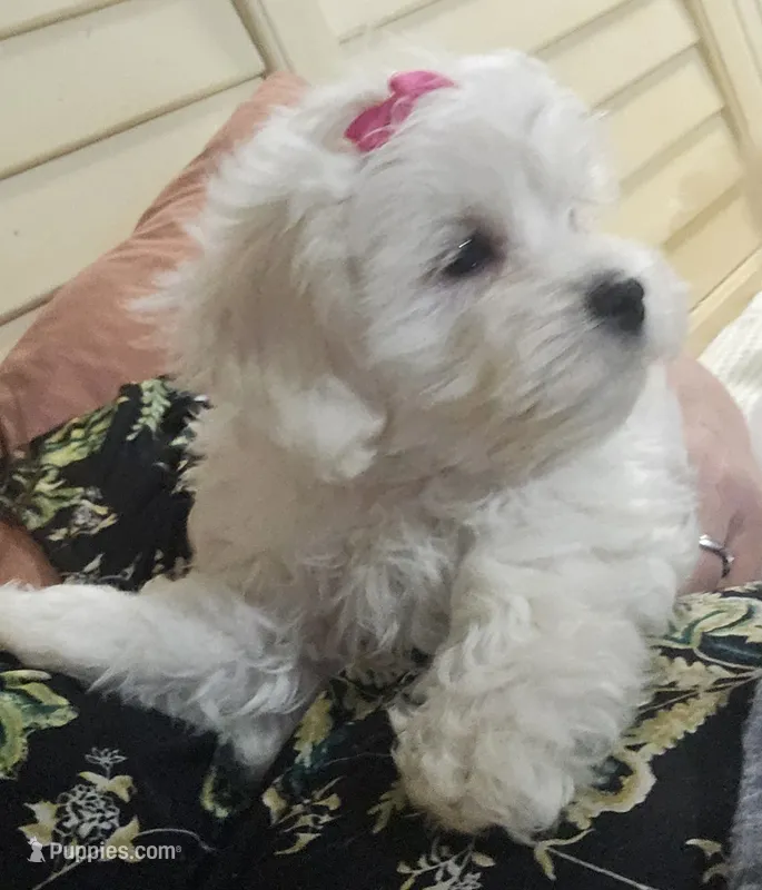 Sophie – Mal Shi puppy for sale in Halifax, VA
