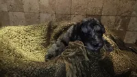 Braxton, a male Goldendoodle for sale in Halifax, VA – 3 of 3