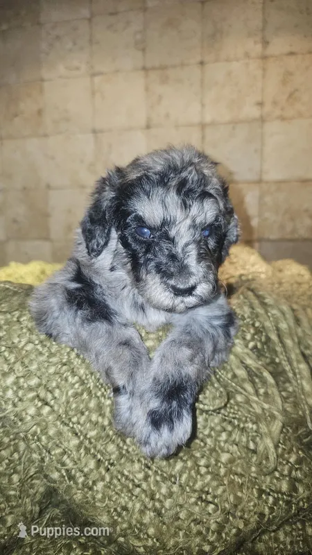 Braxton – Goldendoodle puppy for sale in Halifax, VA