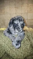 Braxton, a male Goldendoodle for sale in Halifax, VA – 1 of 3