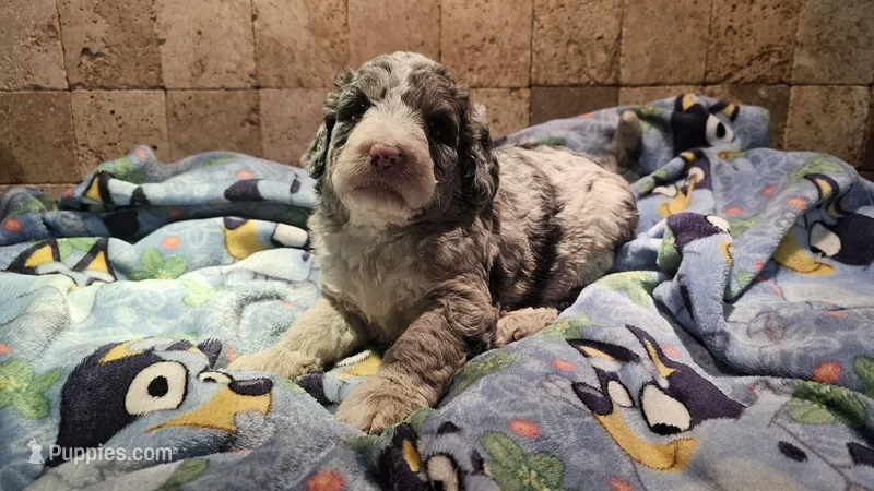 Opal – Sheepadoodle puppy for sale in Halifax, VA
