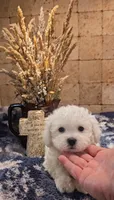 Tank, a male Bichpoo for sale in Virgilina, VA – 4 of 4