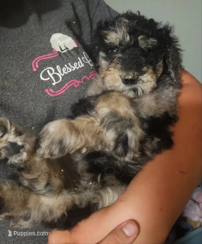 Tank – Goldendoodle puppy for sale in Halifax, VA
