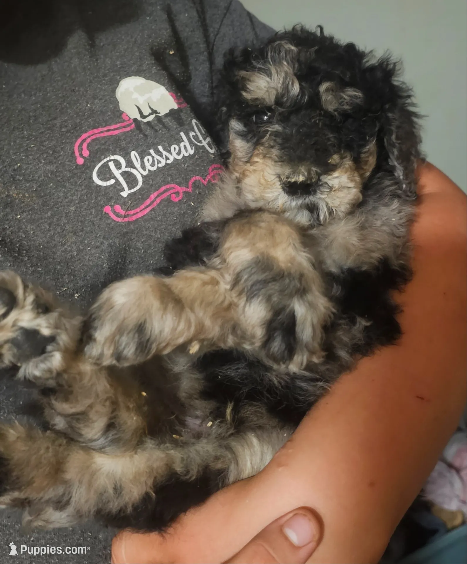 Tank, a male Goldendoodle for sale in Halifax, VA – 1 of 7
