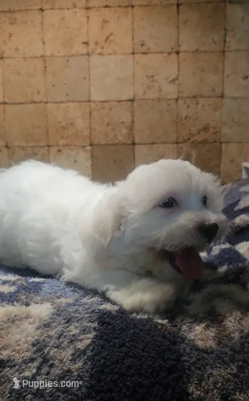 Casey – Mal Shi puppy for sale in Virgilina, VA