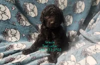 Gracie Teal collar, a female Poodle - Standard  for sale in Halifax, VA – 4 of 6