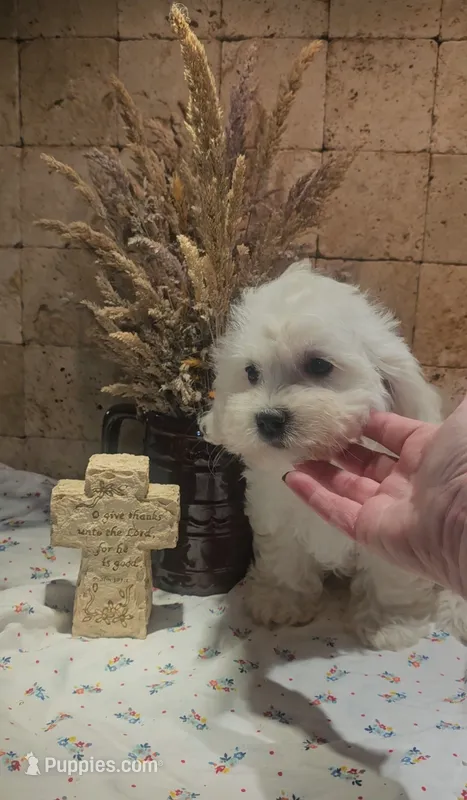 Sophie – Mal Shi puppy for sale in Halifax, VA