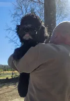 Dexter's , a male Goldendoodle for sale in Halifax, VA – Photo 4 of 4