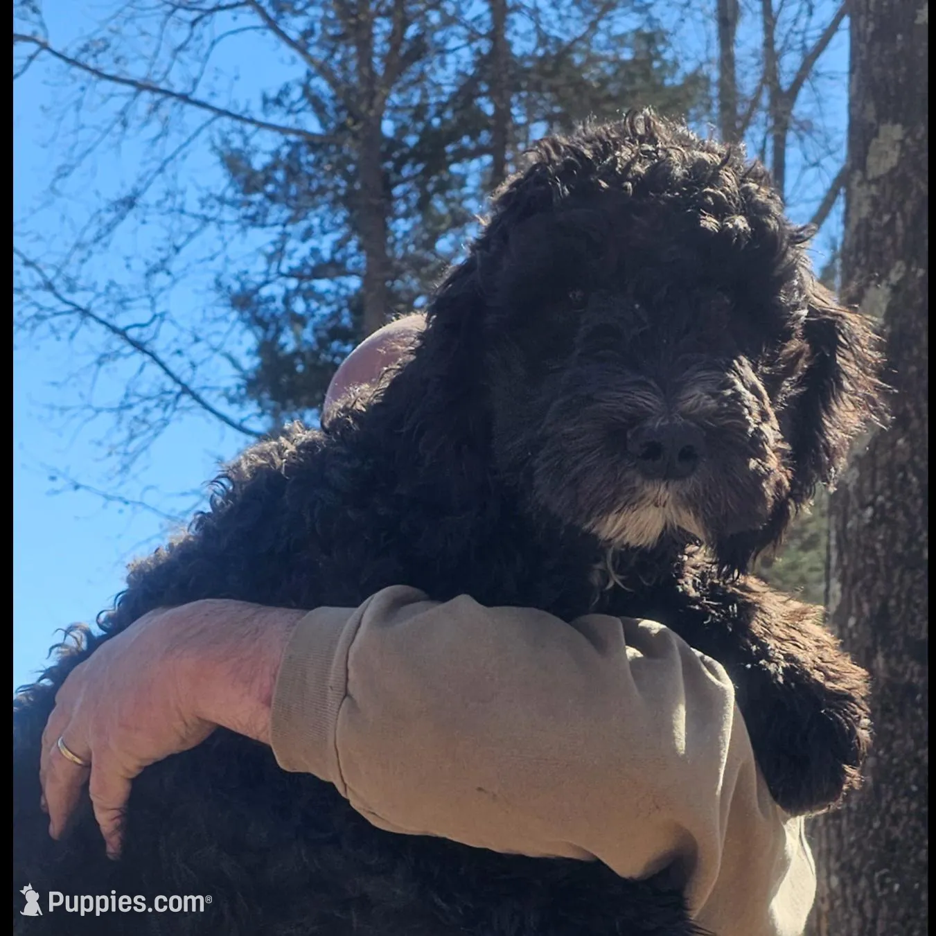 Dexter's  – Goldendoodle puppy for sale in Halifax, VA