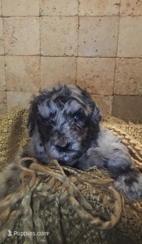 Braxton – Goldendoodle puppy for sale in Halifax, VA