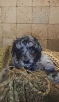 Braxton, a male Goldendoodle for sale in Halifax, VA – 2 of 6