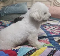 Skippy , a male Bichpoo for sale in Halifax, VA – 4 of 4