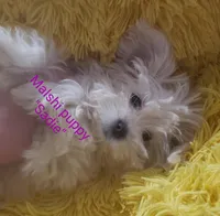 Sadie, a female Mal Shi for sale in Halifax, VA – Photo 2 of 7