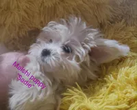 Sadie, a female Mal Shi for sale in Halifax, VA – Photo 3 of 7