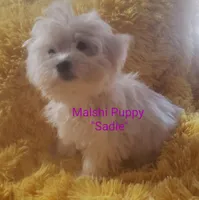 Sadie, a female Mal Shi for sale in Halifax, VA – Photo 4 of 7