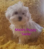 Sadie, a female Mal Shi for sale in Halifax, VA – Photo 5 of 7