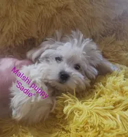 Sadie, a female Mal Shi for sale in Halifax, VA – Photo 7 of 7