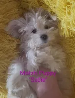 Sadie, a female Mal Shi for sale in Halifax, VA – Photo 6 of 7