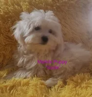 Sadie, a female Mal Shi for sale in Halifax, VA – Photo 1 of 7