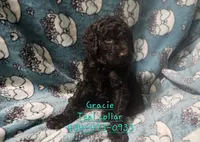 Gracie Teal collar, a female Poodle - Standard  for sale in Halifax, VA – 3 of 6