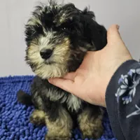 Black and tan boy Sheepadoodle, a male Sheepadoodle for sale in Halifax, VA – Photo 1 of 4