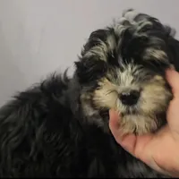 Black and tan boy Sheepadoodle, a male Sheepadoodle for sale in Halifax, VA – Photo 2 of 4