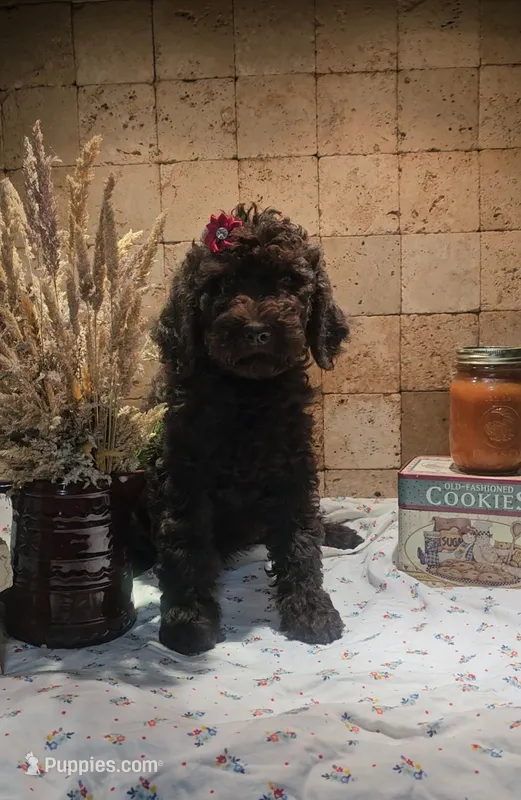 Josie – Poodle - Standard  puppy for sale in Halifax, VA