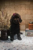 Josie, a female Poodle - Standard  for sale in Halifax, VA – 1 of 8