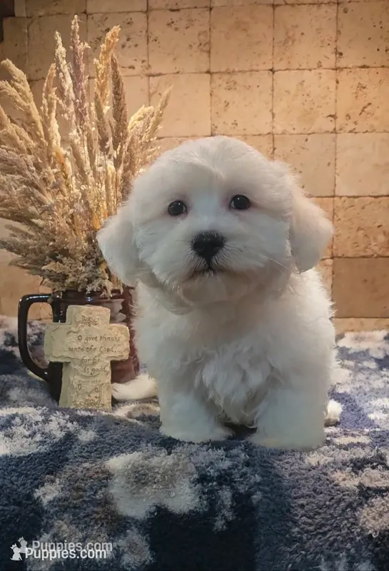 Casey – Mal Shi puppy for sale in Virgilina, VA