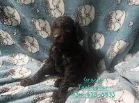 Gracie Teal collar, a female Poodle - Standard  for sale in Halifax, VA – 2 of 6
